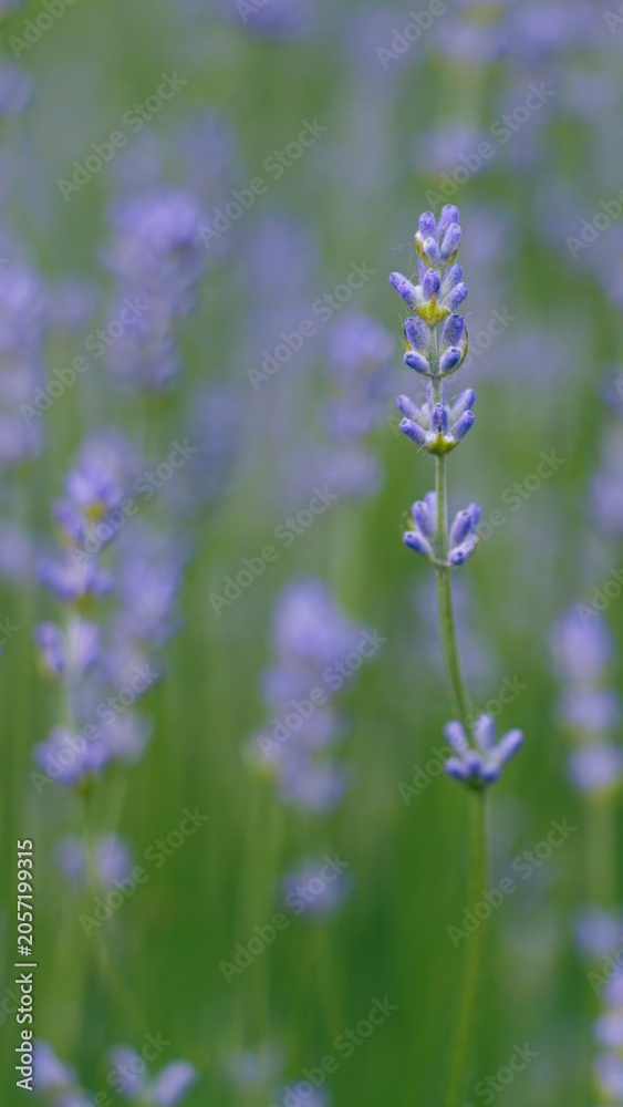 Obraz premium Gentle purple lavender flowers swaying in a soft green haze 