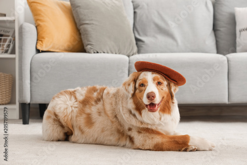 Cute Australian Shepherd do...