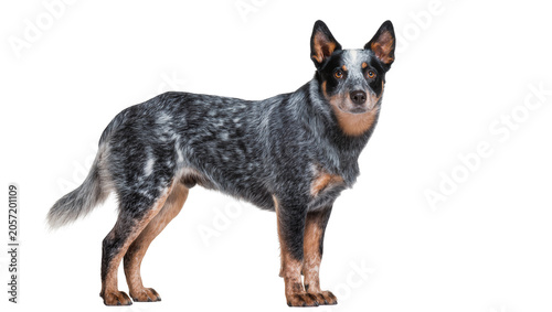 Foto Australian Cattle Dog standing profile view