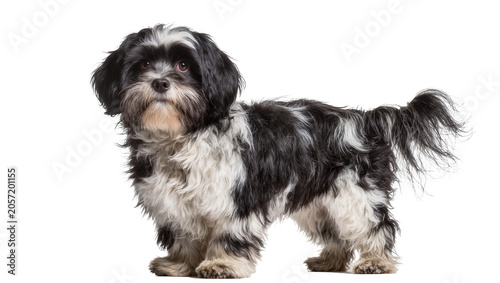 Fotografi Black and white Shih Tzu dog standing fluffy fur, attentive expression
