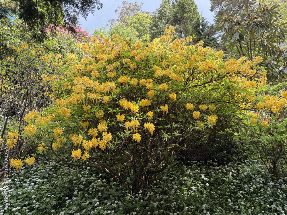 Obraz premium a bush of yellow flowers in the garden