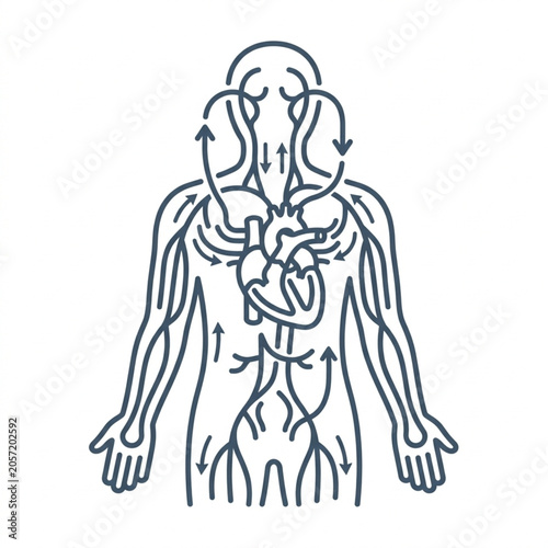 Photos Human circulatory system diagram with heart and blood vessels.