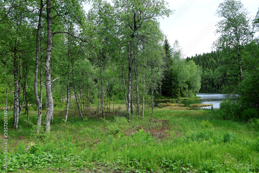 Canvas Print Forest