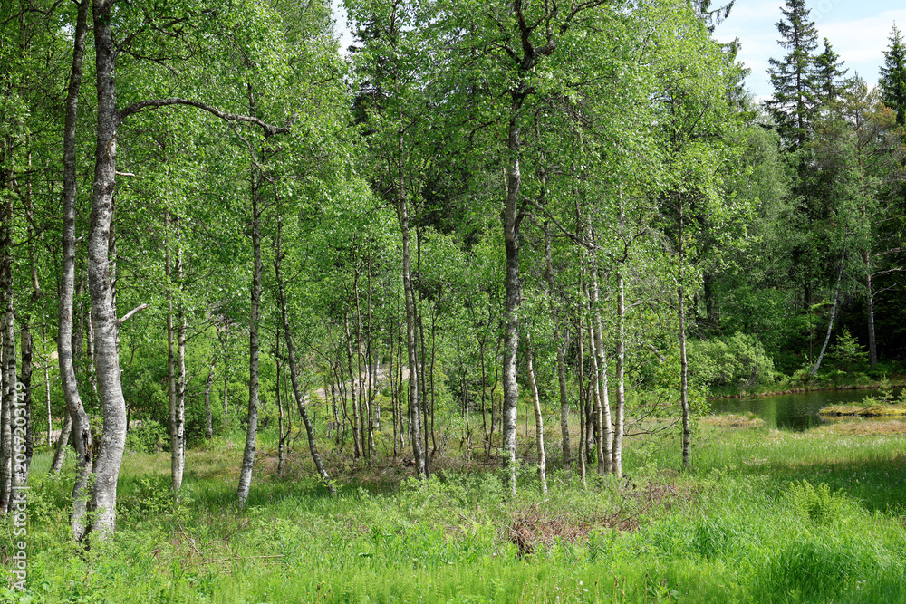 Photography Forest