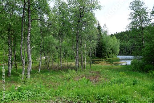 Canvas Print Forest