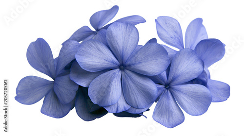 Fotografía Cluster of delicate blue plumbago flowers, isolated on transparent background