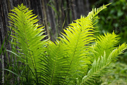 Foto Sunlit fern fronds unfurl beside an aged fence showing fine leaflets and intrica