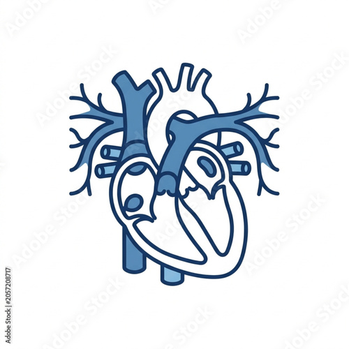 Photos Stylized Illustration of Human Heart Anatomy.