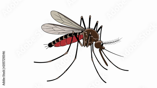 Tiger Mosquito Macro Close Up Detailed Insect Vector Illustration Isolated