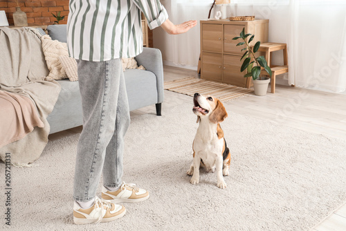 Obraz na plátně Young woman training her cute Beagle dog at home