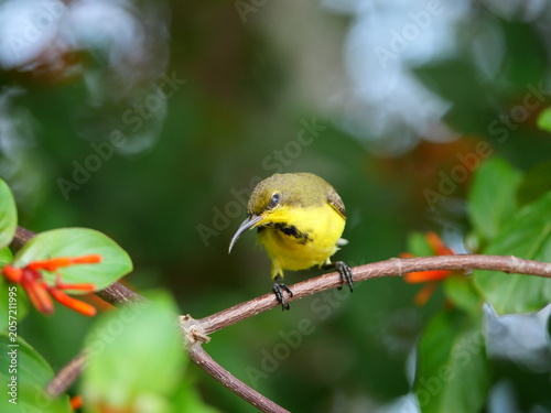 Garden or Olive-backed or Yellow-bellied sunbird on Scarlet bush or Firebush or Redhead tree plant, Orange color flower on tree, Yellow and brown feathers on small bird