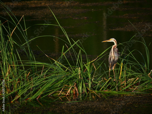 Purple heron ( Ardea purpurea ) standing to hunting aquatic animals in wetland, Long necked bird at Khao Sam Roi Yot National Park, Thailand