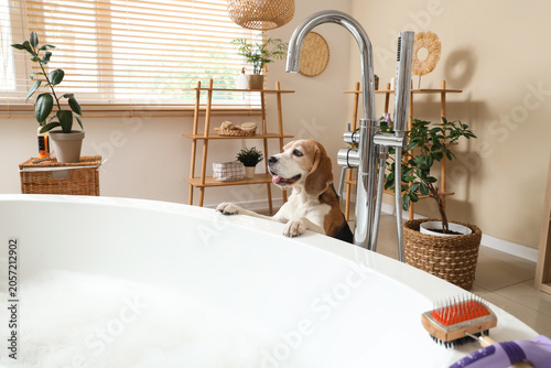 Cute Beagle dog with brushe...