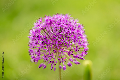 Tablou pe pânză A single purple allium flower in full bloom