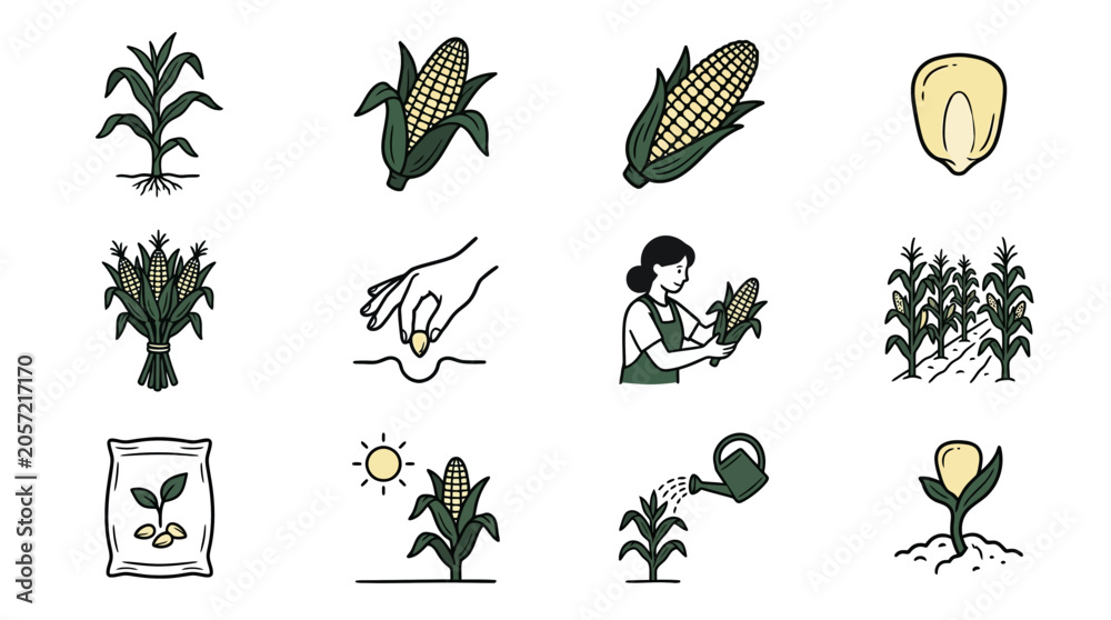 Fototapeta premium Corn Growth Cycle Icons: Planting, Harvesting, and Farming Process