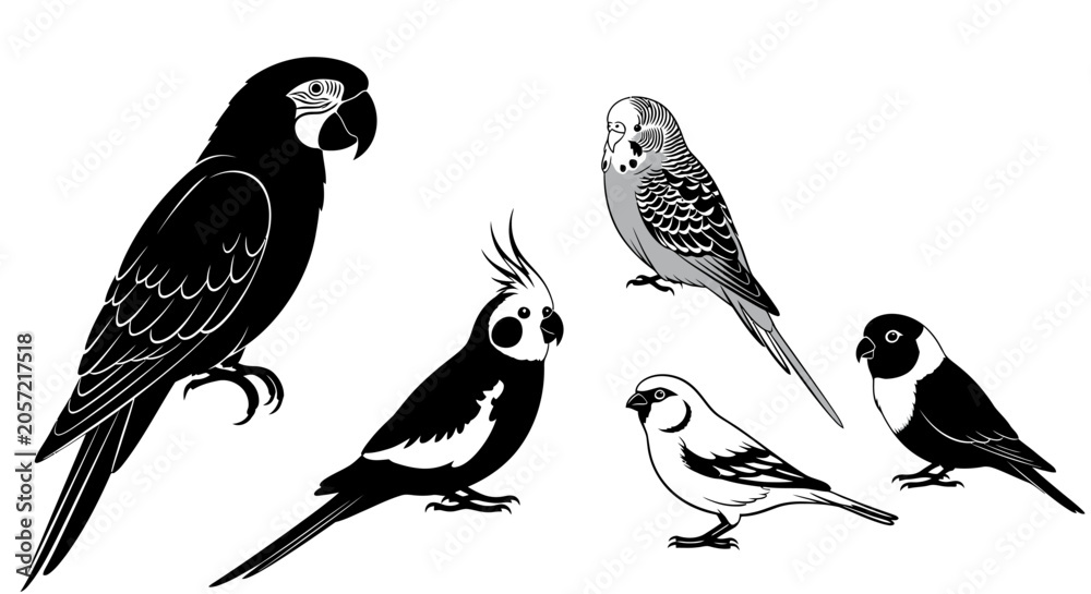 Fototapeta premium Detailed black and white vector illustrations featuring various pet and exotic bird species, including parrots and finches