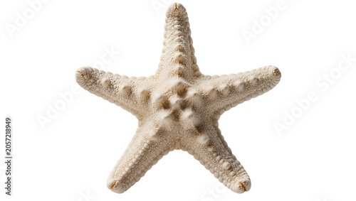 Bild auf Leinwand Creamy white starfish with textured surface and raised bumps