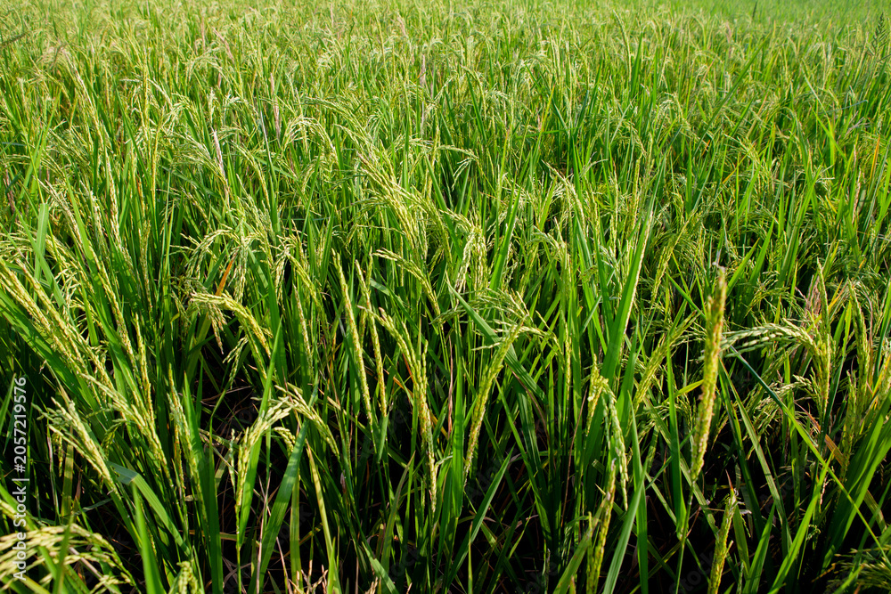 Fototapeta premium Close-up of vibrant green rice plants with ripening grain ears growing in a sunny agricultural field.