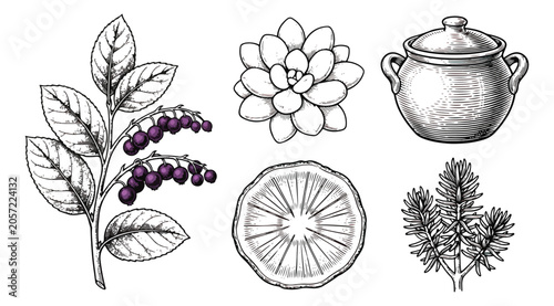 Canvastavla Vintage botanical engraving set, hand drawn medicinal herbs and clay pot vector,