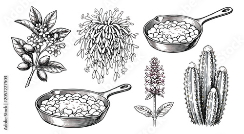 Schilderij op canvas Vintage botanical engraving set, hand drawn medicinal plants and cast iron pans