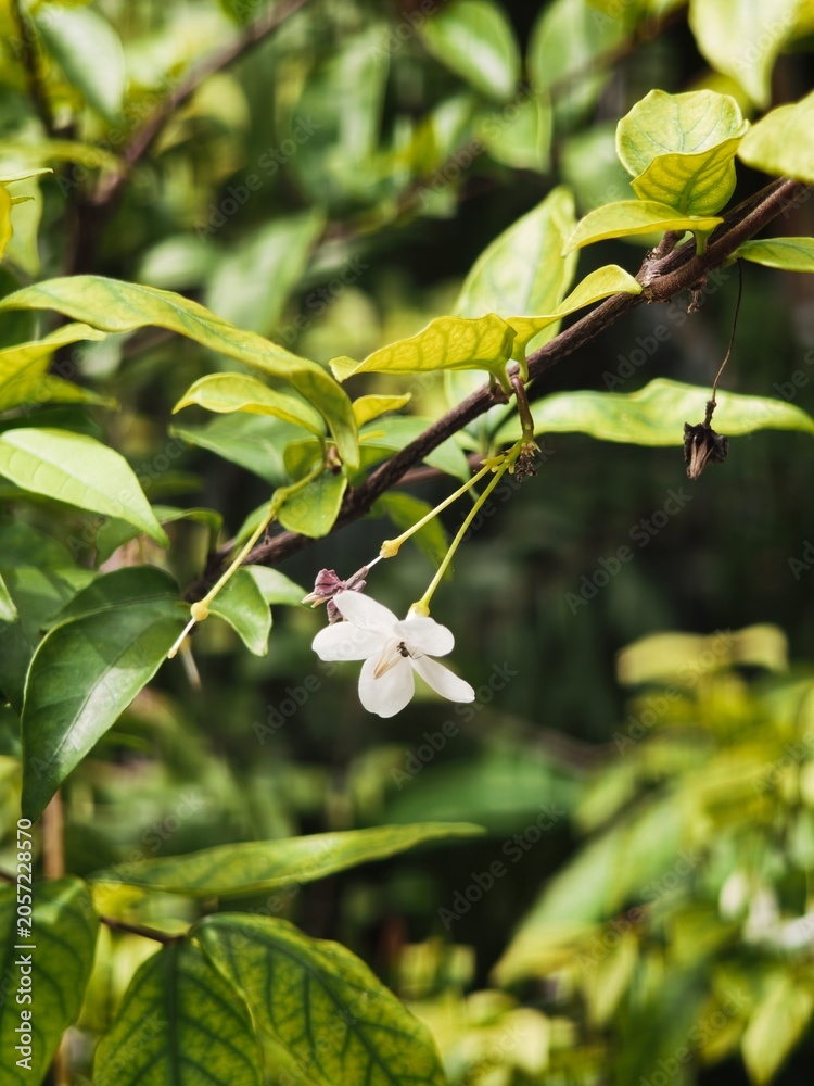 Obraz premium apple tree blossom