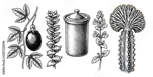 Photos Vintage botanical engraving set, antique hand drawn medicinal herbs and apotheca