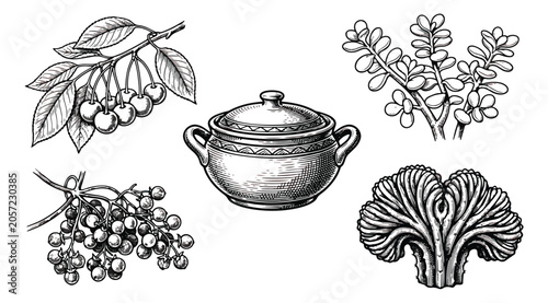 Photos Vintage botanical engraving set, hand drawn cherry branch and elderberry sketche