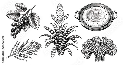 Foto Vintage botanical engraving set, hand drawn tropical plants and berries vector,