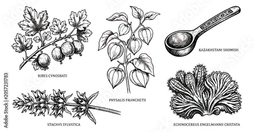Tableau sur toile Vintage botanical sketches of medicinal plants and herbs, hand drawn engraved ve
