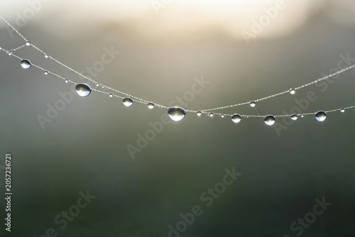 Water Drops Dew Spider Web Fog Green Macro Nature