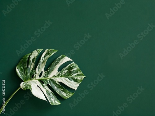 Variegated monstera deliciosa leaf on a dark green background
