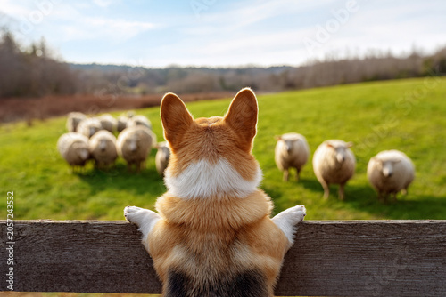 Pembroke Welsh Corgi Watching Sheep Across a Countryside Fence