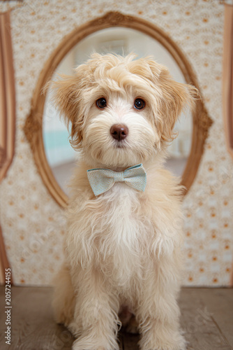 White Puppy Wearing a Bow Tie in a Vintage Setting