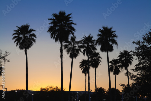 Palm tree silhouettes against orange and blue sunset sky, Orlando, Florida