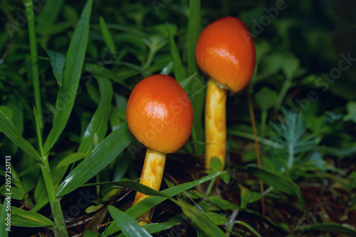 Amanita jacksonii, one of the most beautiful and deadly mushroom.