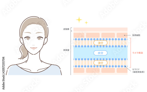 セラミドとラメラ構造の仕組みを解説する肌断面図イラスト