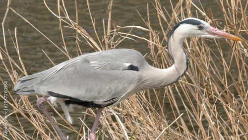 Foto Grey Heron Standing Among Dry Reeds on a Riverbank in Kyoto