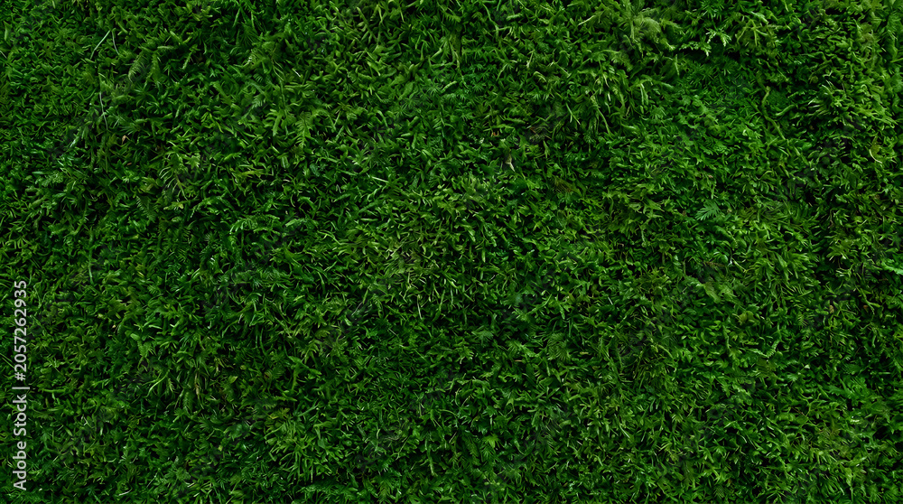 Obraz premium Emerald Moss Texture: A close-up, high-angle view of a dense carpet of vibrant green moss, showcasing its intricate, velvety texture and rich, natural color.