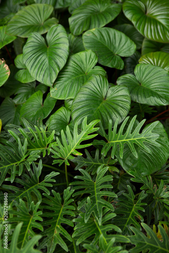 green leaves background in the tropical garden in Southeast Asia, Thailand