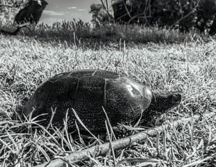 Photo of animals, Animals, Nature - Black and white photos, monochrome photos - Еurope, Eastern Europe - 