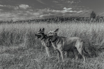 Photo of animals, Animals, Nature - Black and white photos, monochrome photos - Еurope, Eastern Europe - Active dog exploring nature attentively during walk in pine forest.