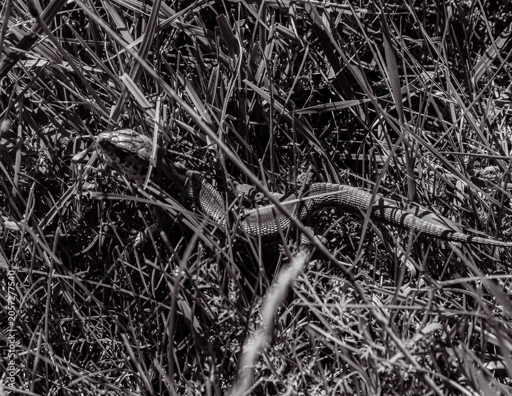 Fototapeta premium Photo of animals, Animals, Nature - Black and white photos, monochrome photos - Еurope, Eastern Europe - 