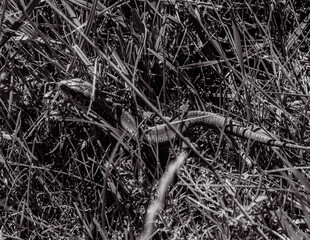 Photo of animals, Animals, Nature - Black and white photos, monochrome photos - Еurope, Eastern Europe - 