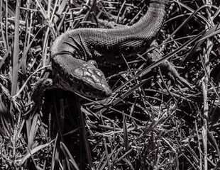 Photo of animals, Animals, Nature - Black and white photos, monochrome photos - Еurope, Eastern Europe - 