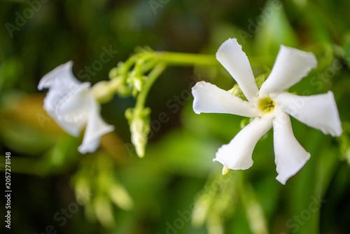 Принти на полотні Jasmin flower - Trachelospermum jasminoides - Confederate jasmine star jasmine -
