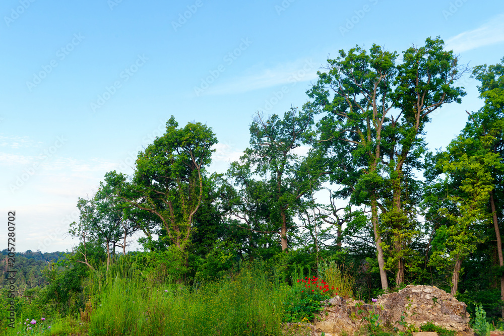 Fototapeta premium Ruins of the Sain-Louis hermitage in Fontainebleau forest 