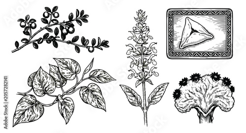 Photos Vintage botanical illustration set, hand drawn medicinal herbs and plants, black