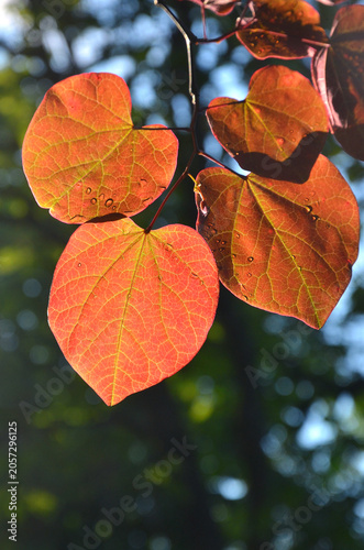 Photos Cercis canadensis 'Forest Pansy' redbud tree branch with red heart shape leaves texture