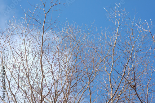 Dry branches, a blue sky, and beautifully shaped white clouds.