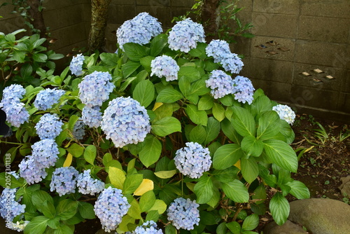 紫陽花がある風景